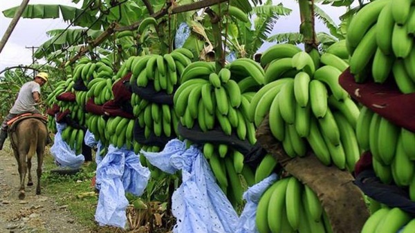 مزارع الموز