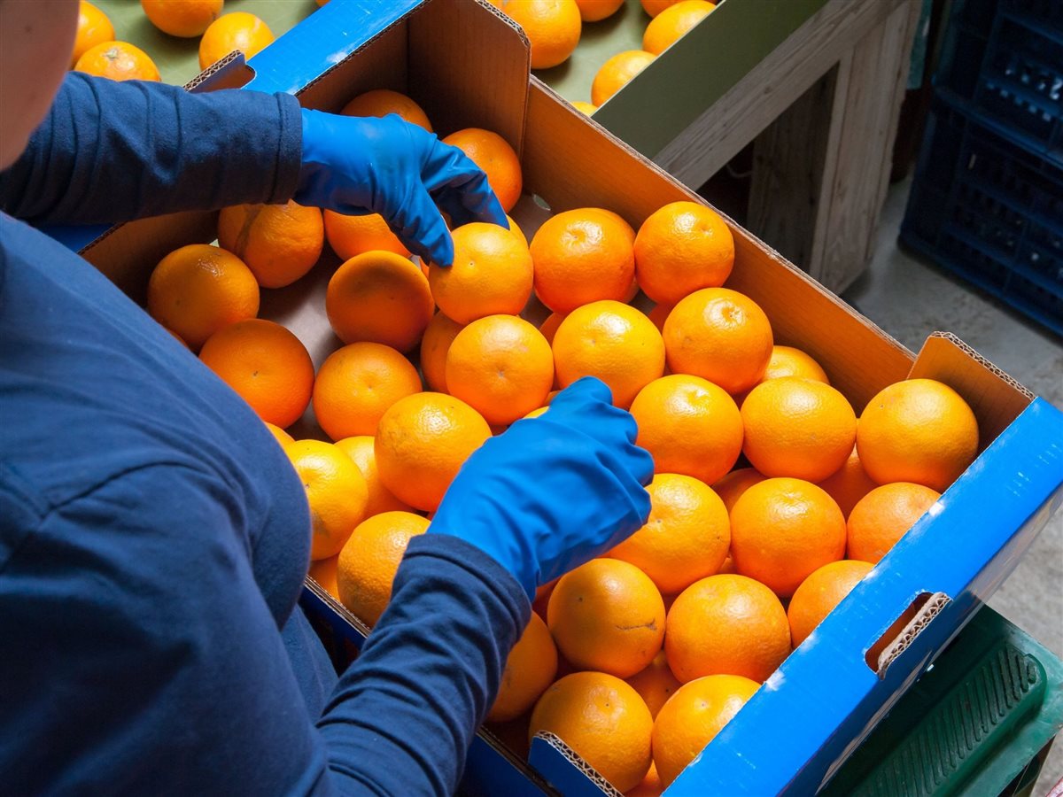 البرتقال المصري