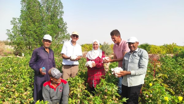 القطن طويل التيلة في سيناء