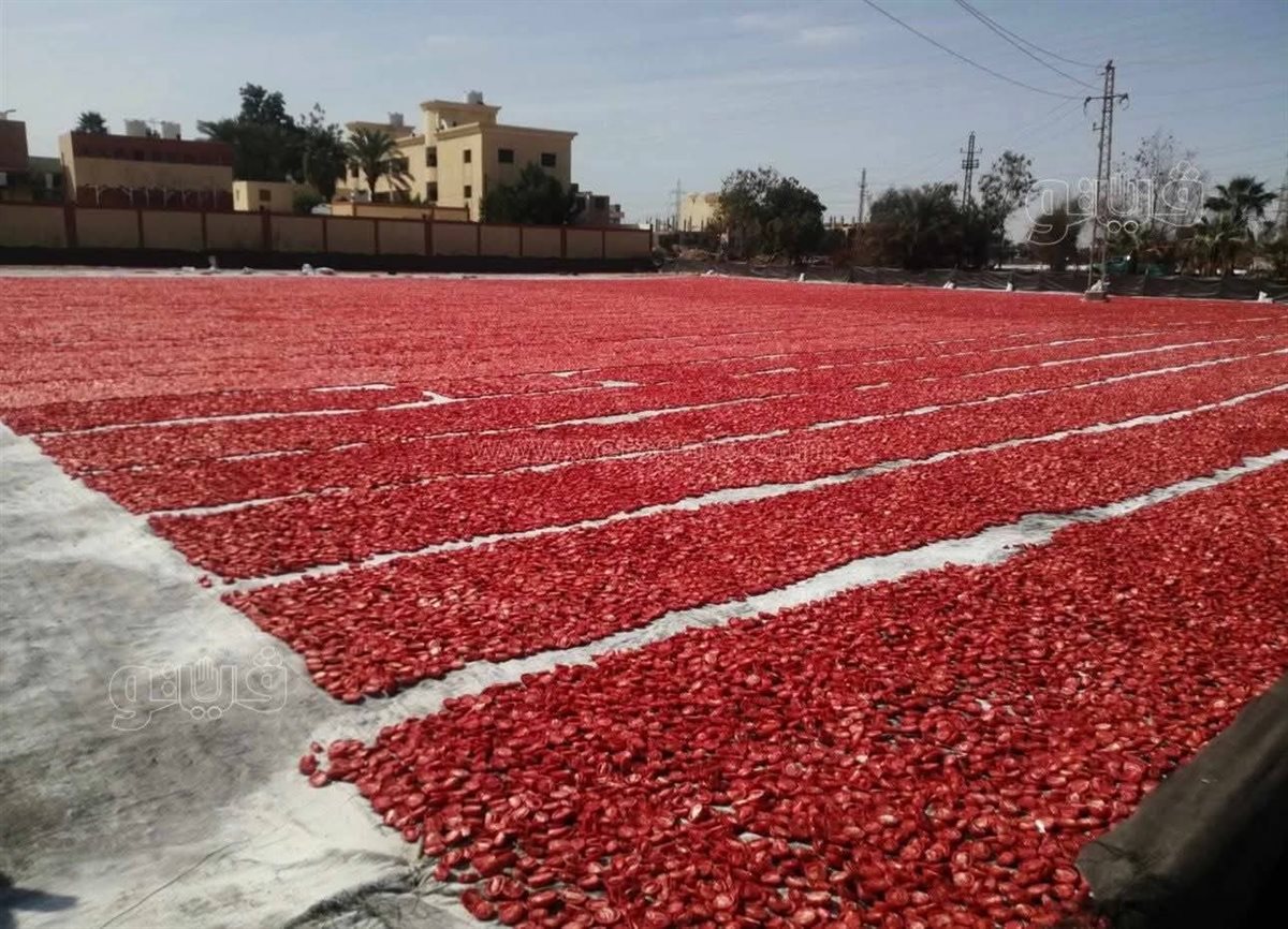 تجفيف الطماطم في مصر