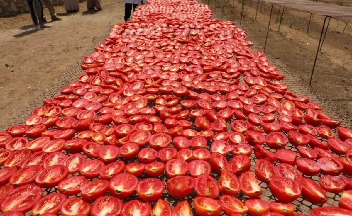 تجفيف الطماطم في مصر