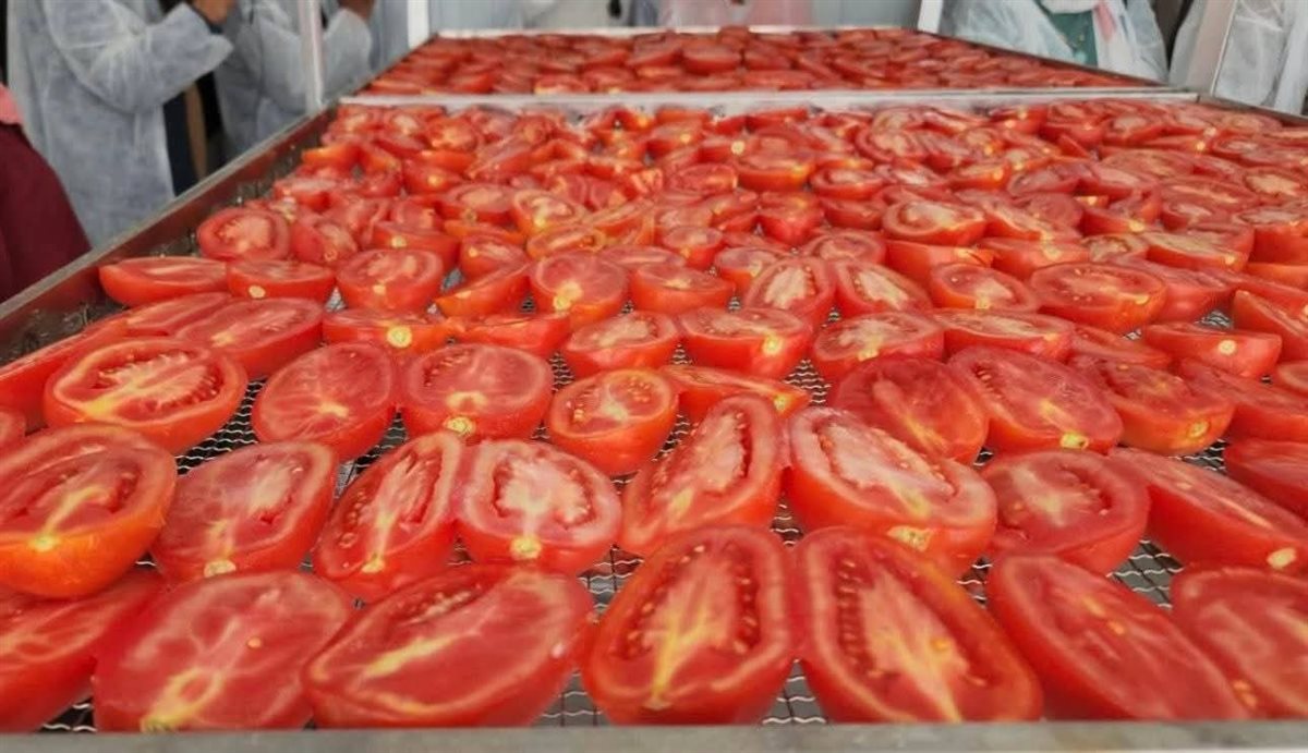 تجفيف الطماطم في مصر