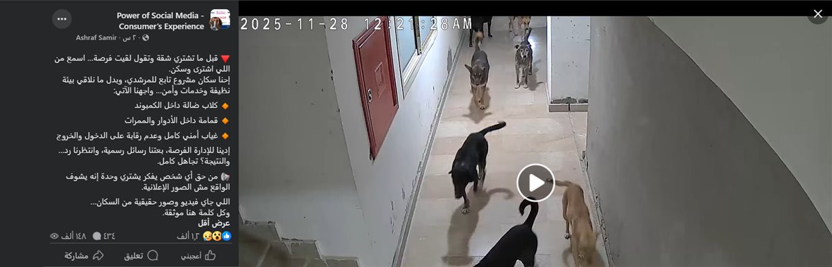 انتشار كلاب ضالة بمشروعات معمار المرشدي