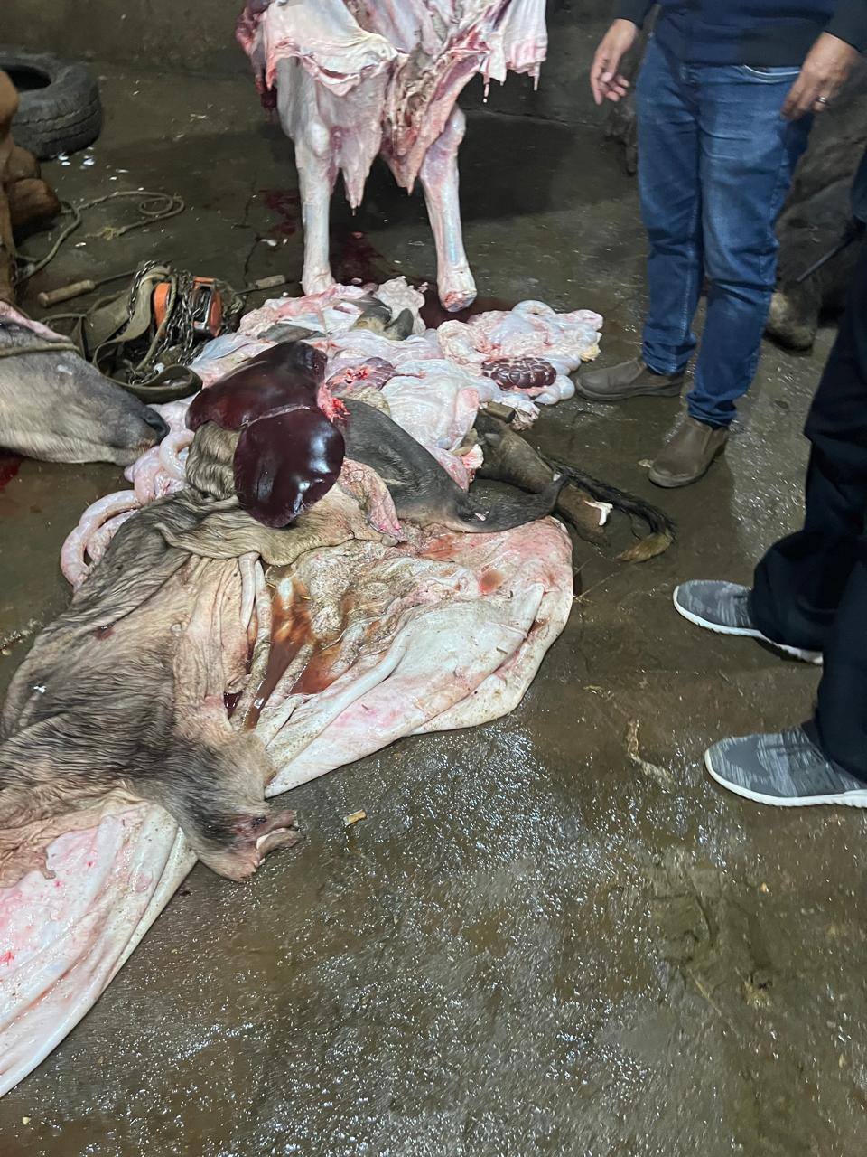 ضبط سلخانة غير مرخصة