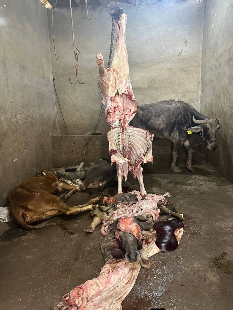 ضبط سلخانة غير مرخصة