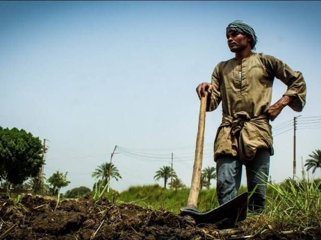 الزراعة في مصر