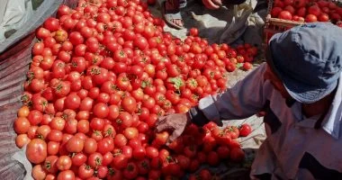 ارتفاع أسعار الطماطم في الأسواق المصرية