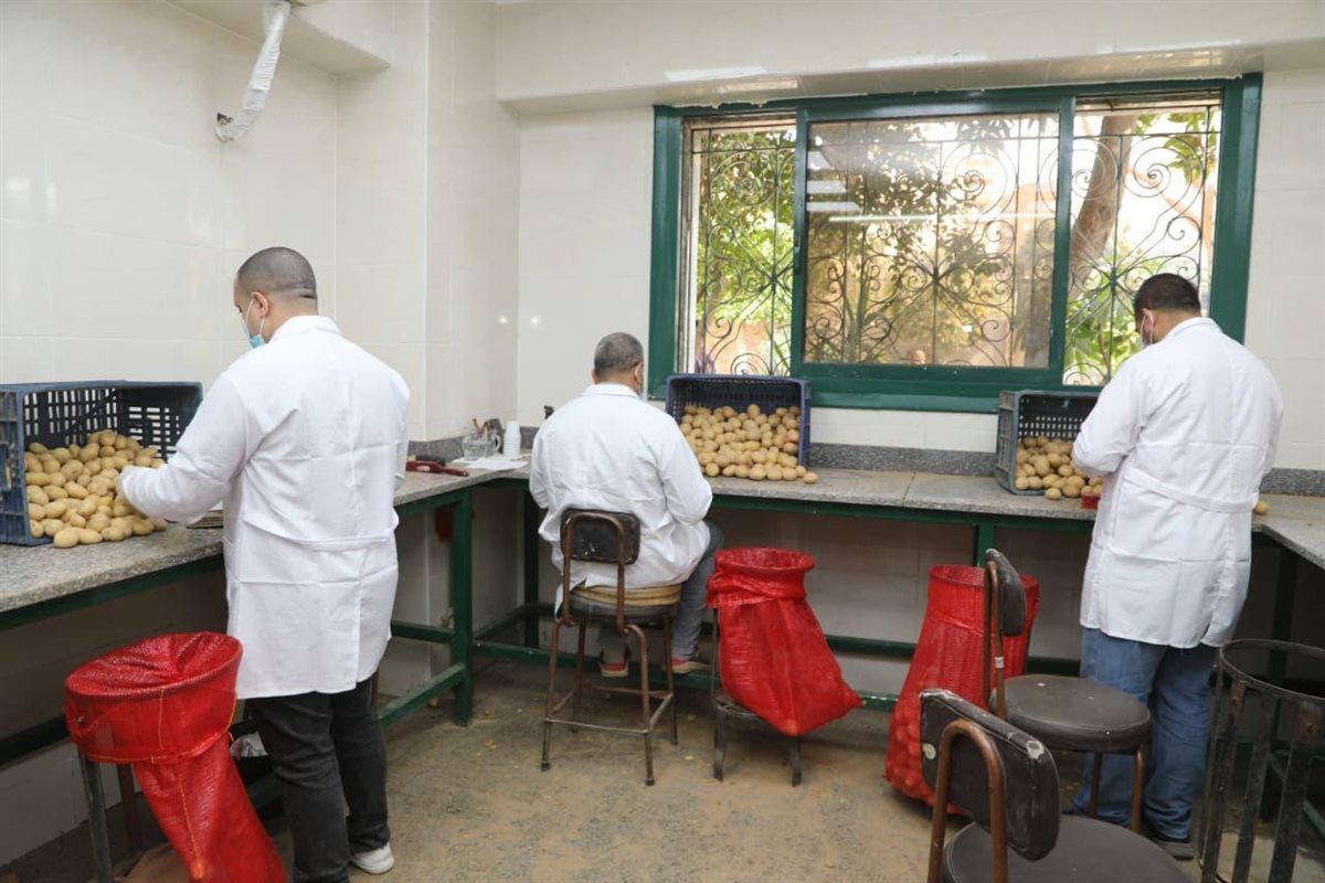 فحص ومراقبة إنتاج وتصدير البطاطس
