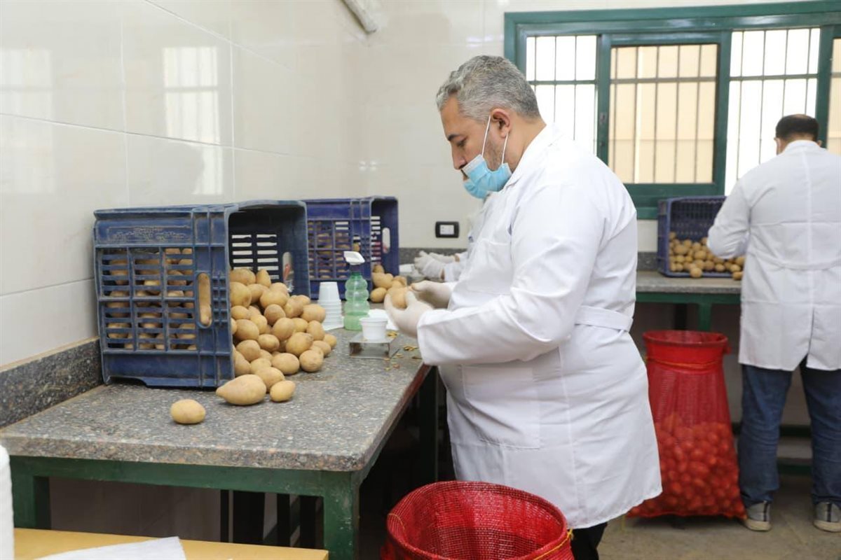 فحص ومراقبة إنتاج وتصدير البطاطس