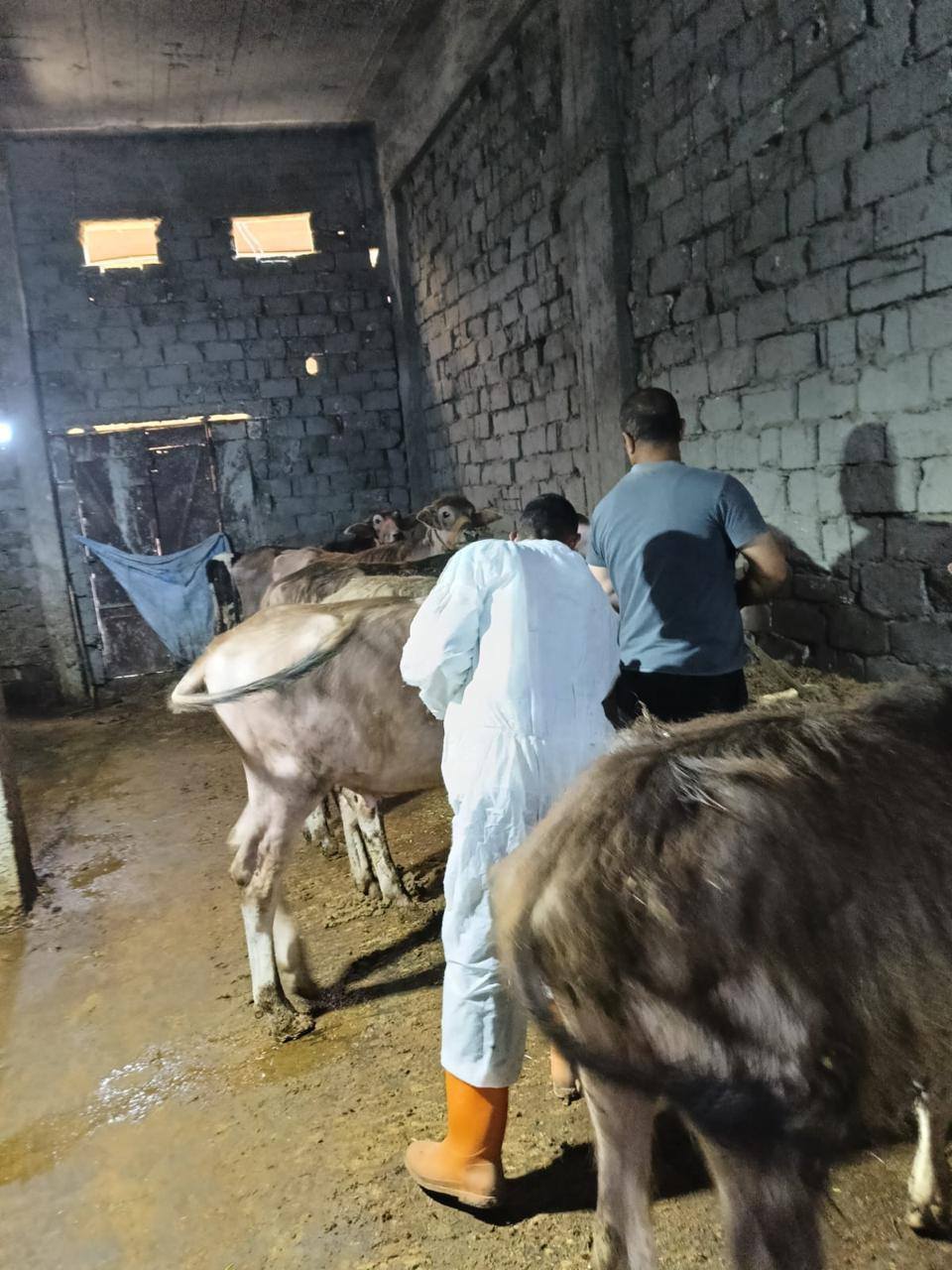 تحصين الماشية ضد مرضي الحمى القلاعية
