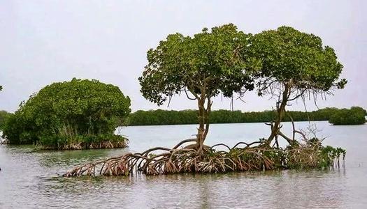زراعة المانجروف