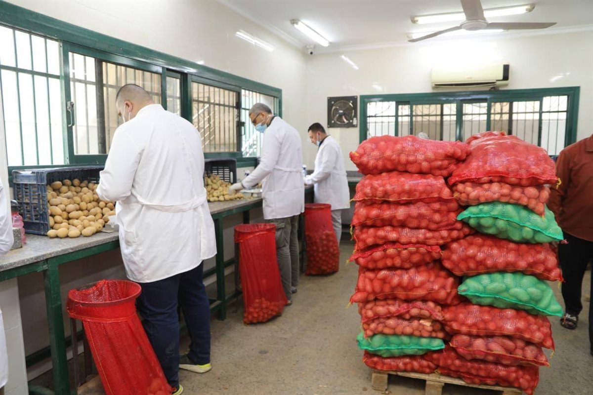 بطاطس وزارة الزراعة