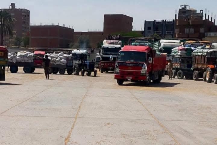 &nbsp;توريد محصول القمح المحلي