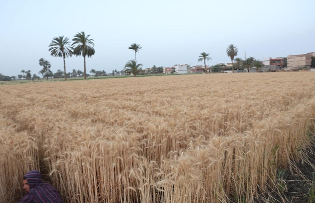زراعة القمح