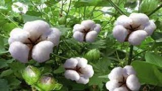 القطن