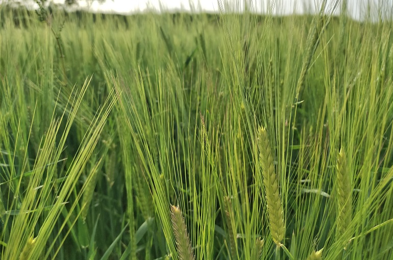 محصول الشعير
