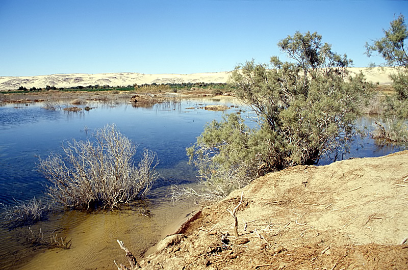 الواحات البحرية