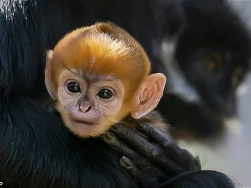 قرد من نوع نادر