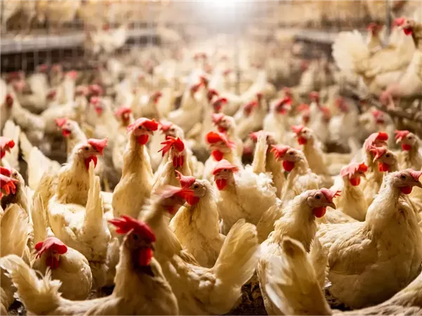 قطاع الدواجن بين شائعات النفوق وردود الحكومة.. استثمارات تتجاوز 100 مليار جنيه واكتفاء ذاتي شبه كامل