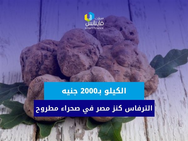 الكيلو بـ2000 جنيه.. الترفاس كنز مصر في صحراء مطروح (فيديو)