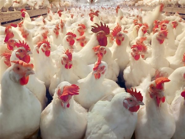 استقرار أسعار الدواجن بالأسواق رغم رفع أسعار الوقود.. ورئيس الشعبة يكشف الأسباب