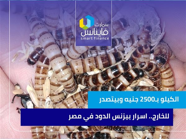 الكيلو بـ2500 جنيه وبيتصدر للخارج.. أسرار بيزنس الدود في مصر