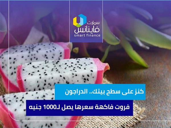 كنز على سطح بيتك.. الدراجون فروت فاكهة سعرها يصل لـ1000 جنيه