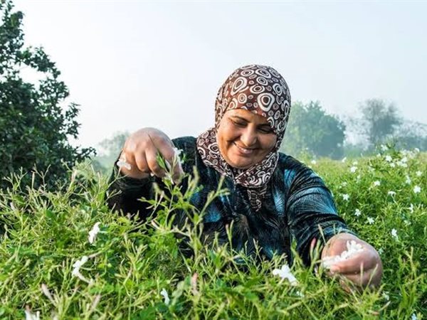 تنتج نصف محصول العالم.. شبرا بلولة مملكة الياسمين في مصر