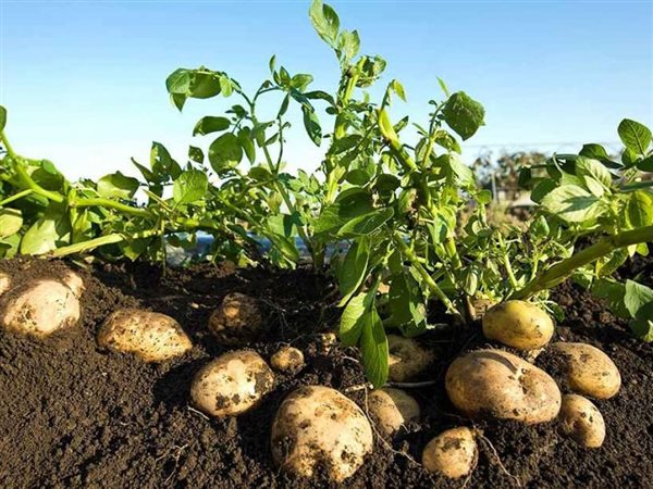 البطاطس تتصدر قائمة الخضراوات المصرية المصدرة الأسبوع الماضي