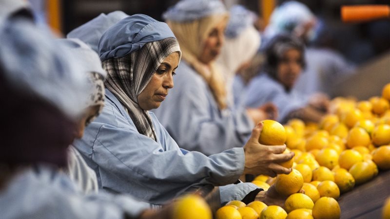  الحاصلات الزراعية