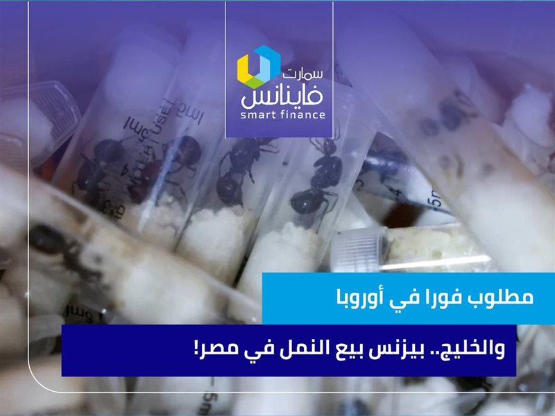 بيزنس بيع النمل في