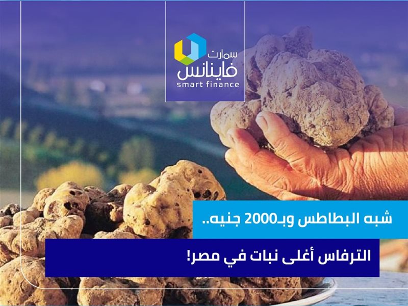 الترفاس أغلى نبات