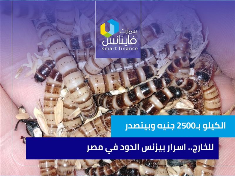أسرار بيزنس الدود