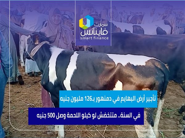تأجير أرض البهايم في دمنهور بـ126 مليون جنيه في السنة.. متتخضش لو كيلو اللحمة وصل 500 جنيه