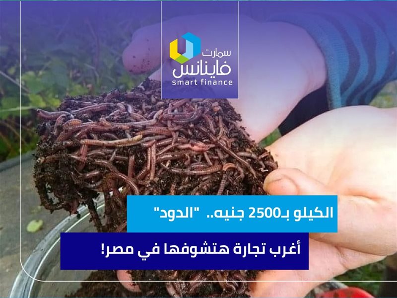 الدود أغرب تجارة
