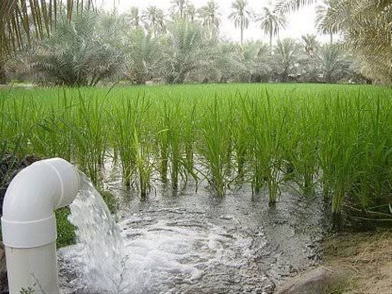 زراعة الأرز بالغمر
