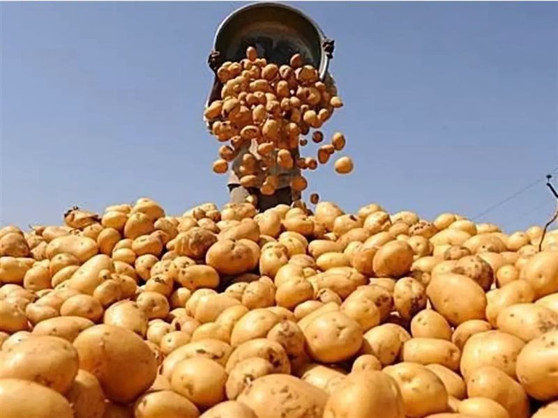 تصدير البطاطس المصرية