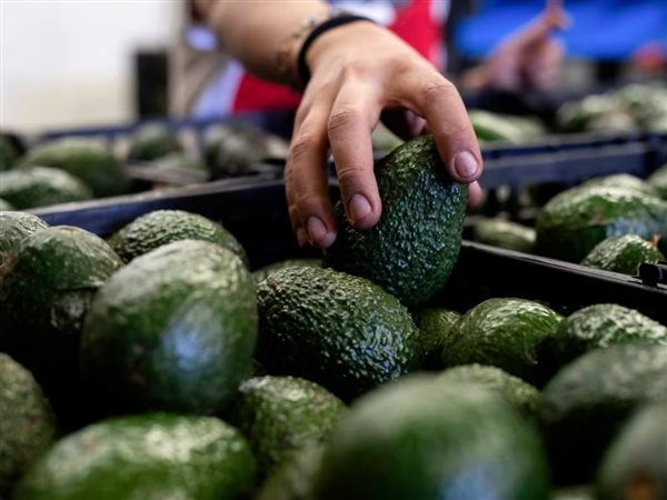 الذهب الأخضر.. كيف هيمنت المكسيك على عرش الأفوكادو العالمي؟