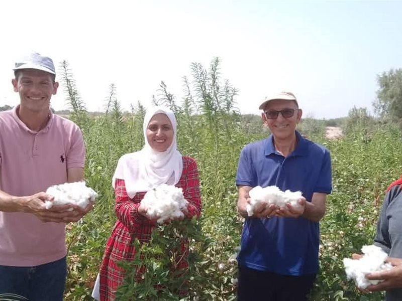 القطن طويل التيلة