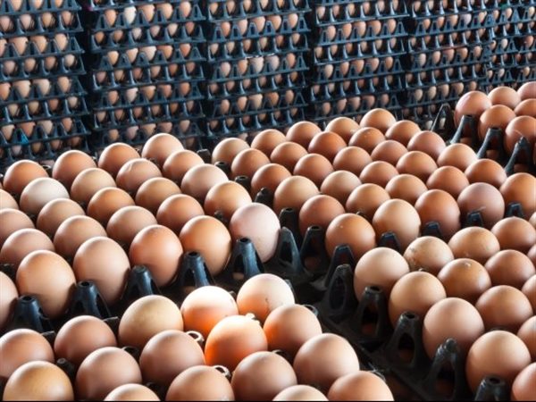 الأسواق تتنفس الصعداء.. تراجع أسعار البيض مع استقرار الأعلاف وزيادة المعروض
