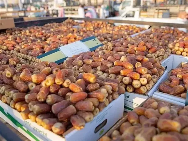 الهوبي: دعم مستمر لمصنّعي ومصدّري التمور لتعزيز تنافسية المنتج المصري عالميًا