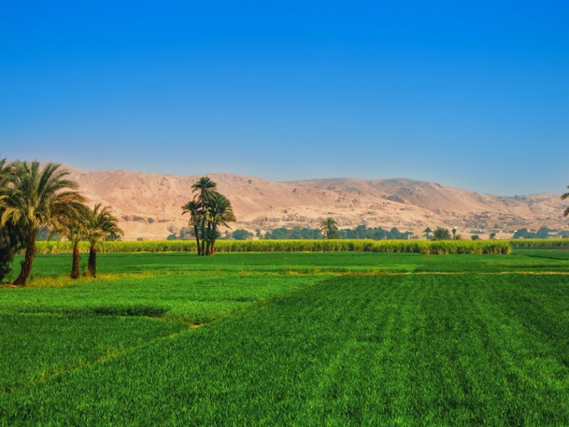 الزراعة في مصر