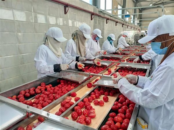 افتتاح مجمع الصناعات الغذائية بالأقصر لتعزيز التصنيع الزراعي وجذب الاستثمارات بصعيد مصر