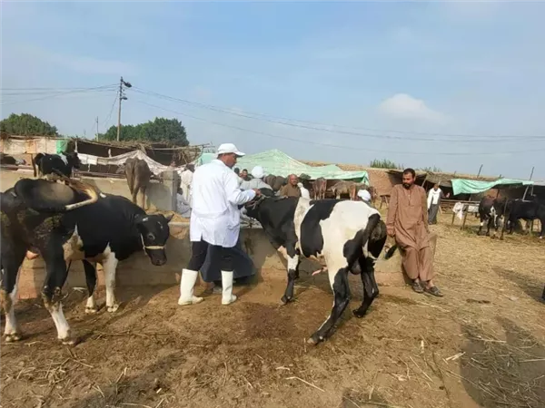 رئيس الخدمات البيطرية: الحمى القلاعية تؤثر على إنتاج الألبان فقط ولا تهدد جودة اللحوم