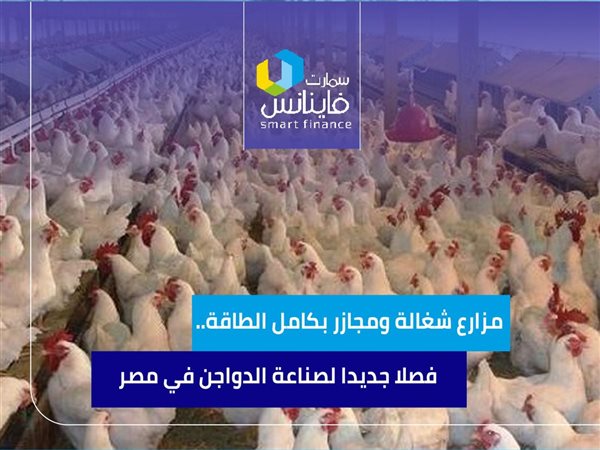 مزارع شغالة ومجازر بكامل الطاقة.. فصلا جديدا لصناعة الدواجن في مصر
