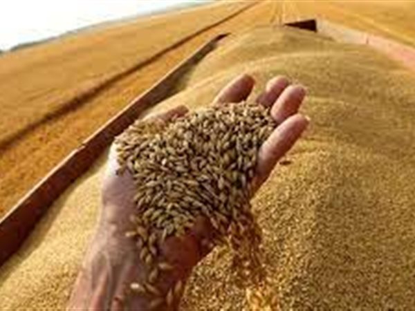 مصر تواصل استيراد القمح بزيادة الواردات من البحر الأسود