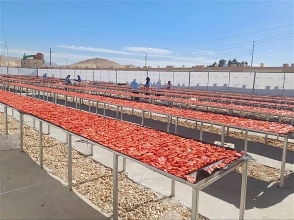 أكبر مشروع للطماطم المجففة في الشرق الأوسط.. يحول المحصول إلى قوة تصديرية دولارية