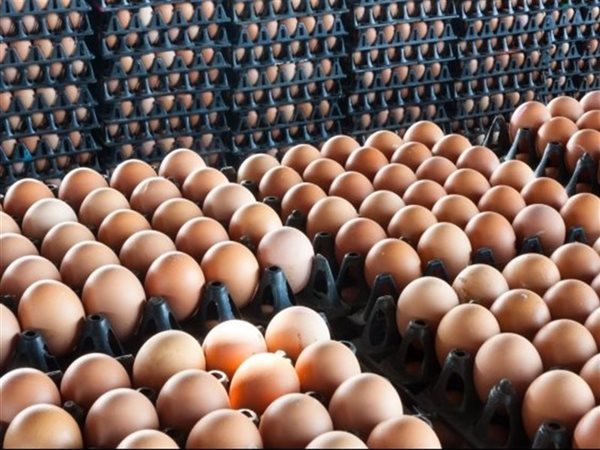 سعر طبق البيض يقترب من 100 جنيه.. المنوفي يحذّر من انهيار السوق 