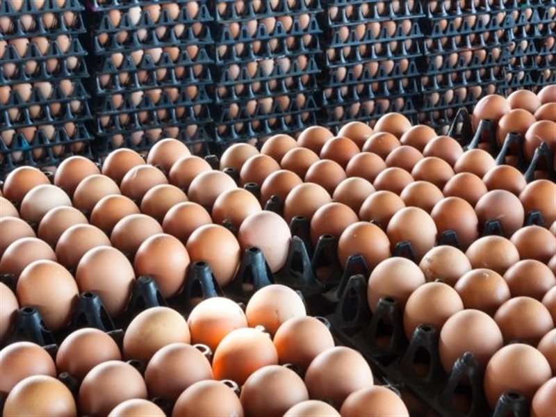 أطباق البيض