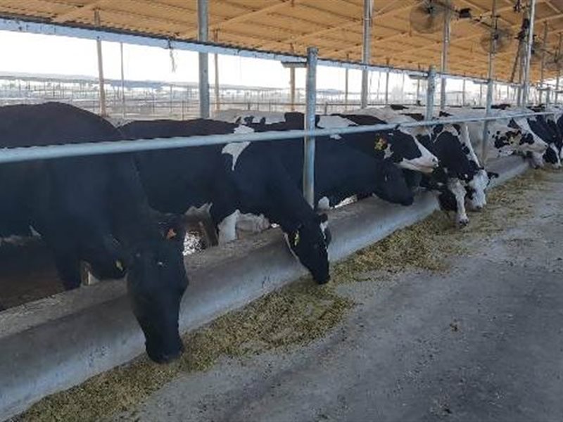 الثروة الحيوانات